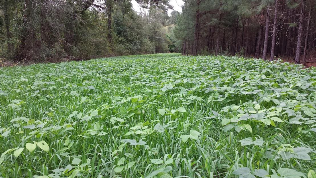 Awesome GA Food Plots! Planting