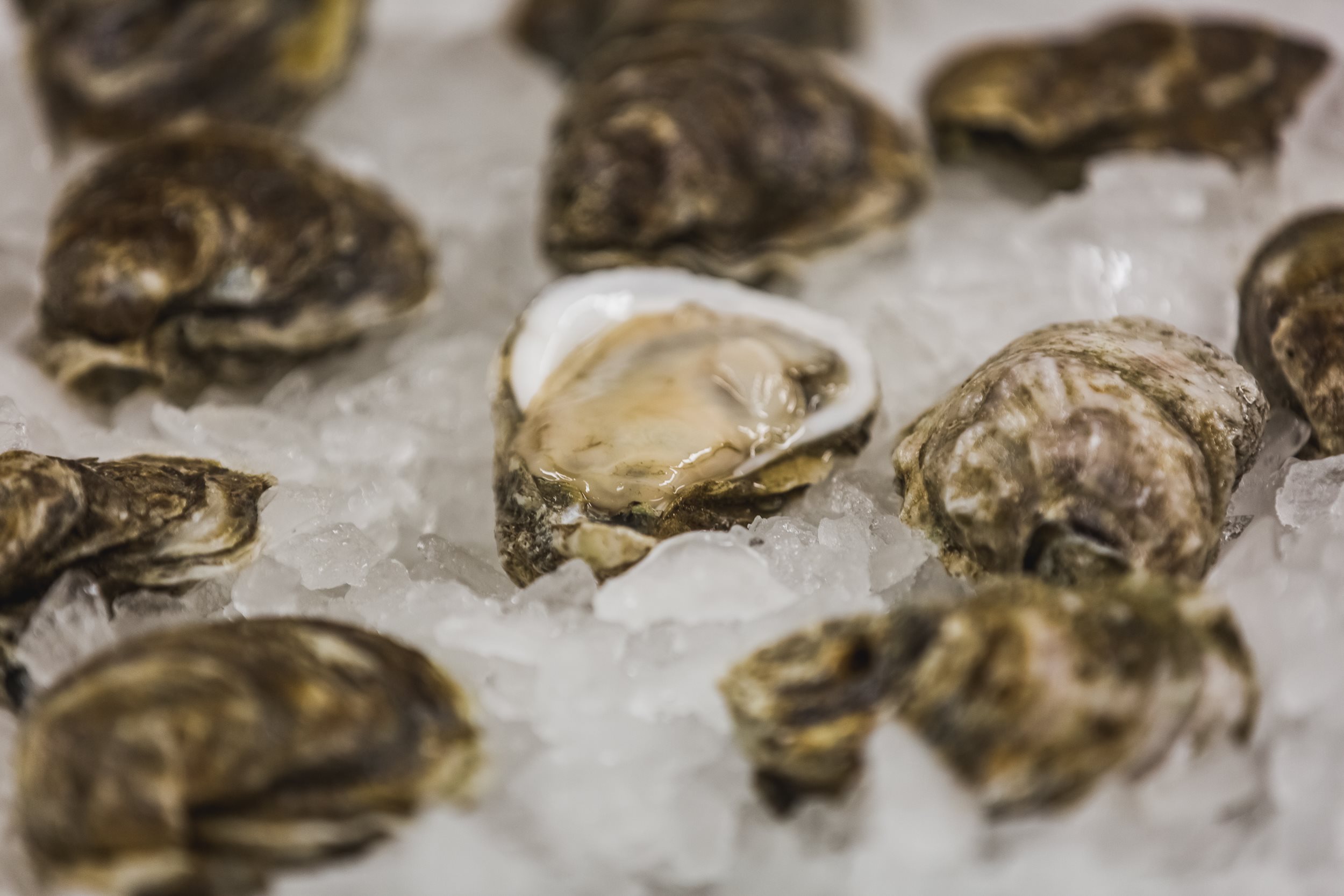 Products Prestige Oysters